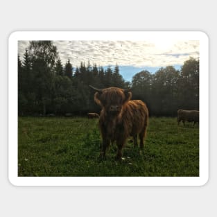 Scottish Highland Cattle Calf 2029 Sticker